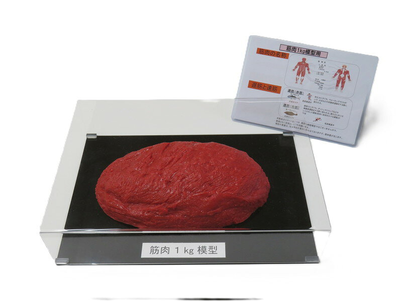 楽天市場】筋肉 模型 1kgの通販