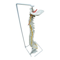 脊椎・背骨 等身大精密模型 1台 NGD 25-5545-00 骨格モデル 人体模型