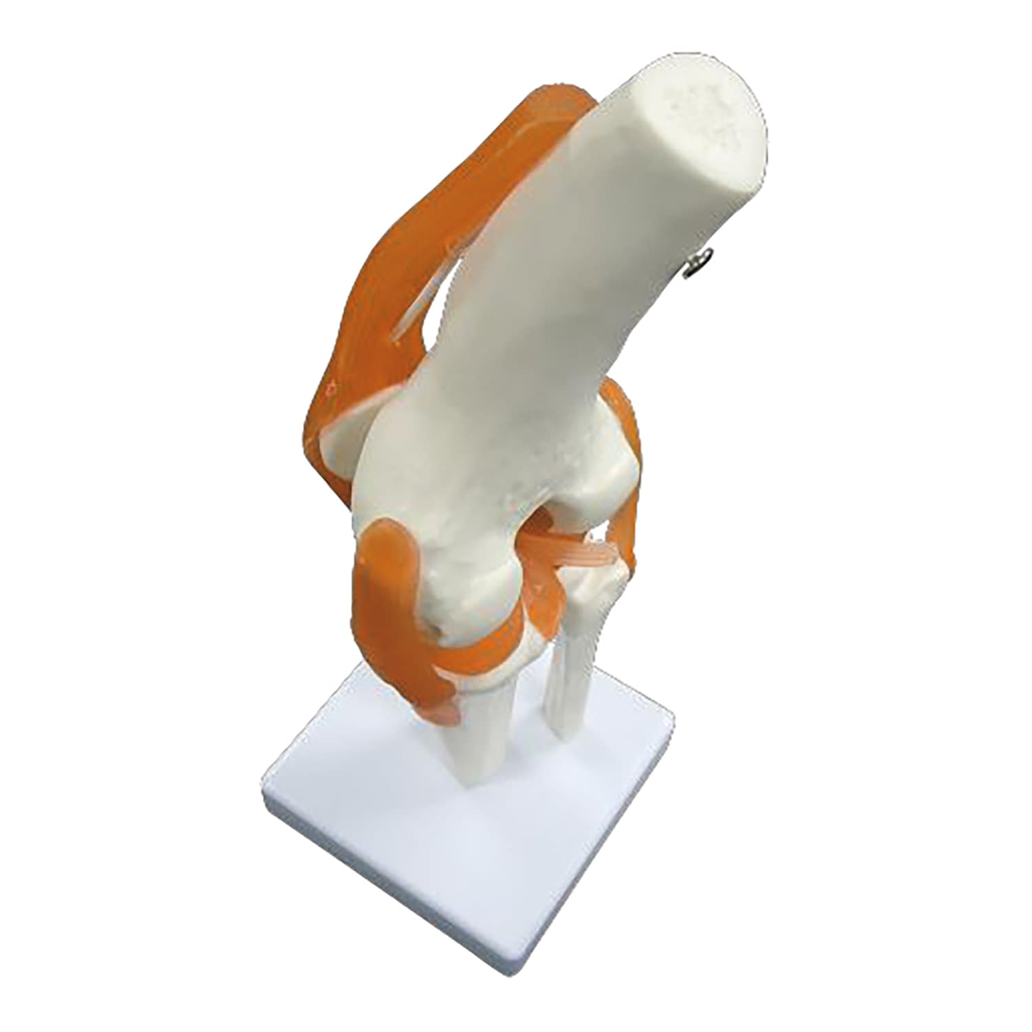 実物大 靭帯付き膝関節模型 1台 NGD 25-5558-00 人体模型 膝関節モデル