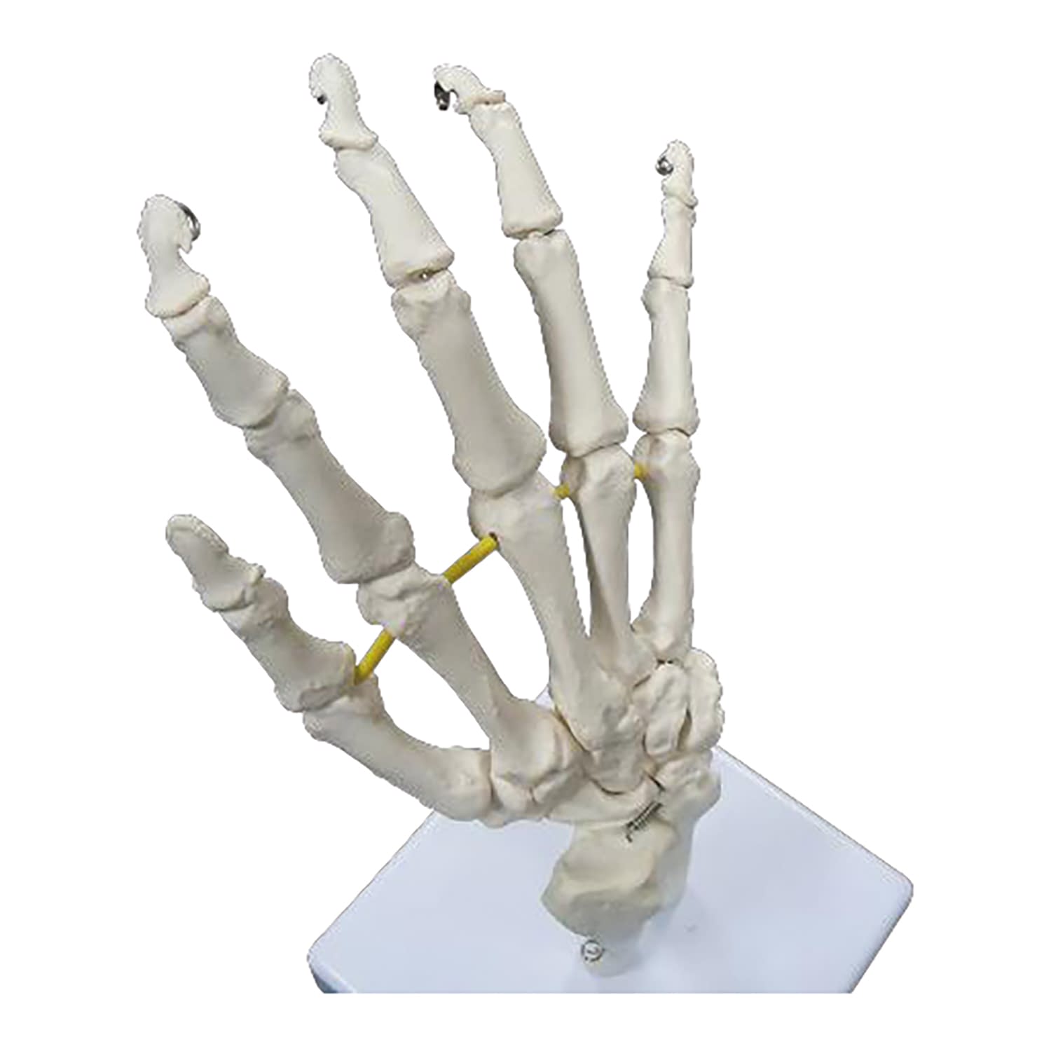 実物大 手の骨格模型 1台 NGD 25-5559-00 人体模型 膝関節モデル