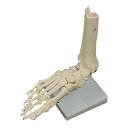 足の骨格を、等身大で再現した骨格模型。個装入数：1個松吉医科器械｜総合カタログ｜医療・介護・ドクター・ナース