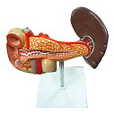 膵臓、十二指腸、脾臓およびその周辺の脈管系が実物大で再現された膵臓模型。個装入数：1個松吉医科器械｜総合カタログ｜医療・介護・ドクター・ナース