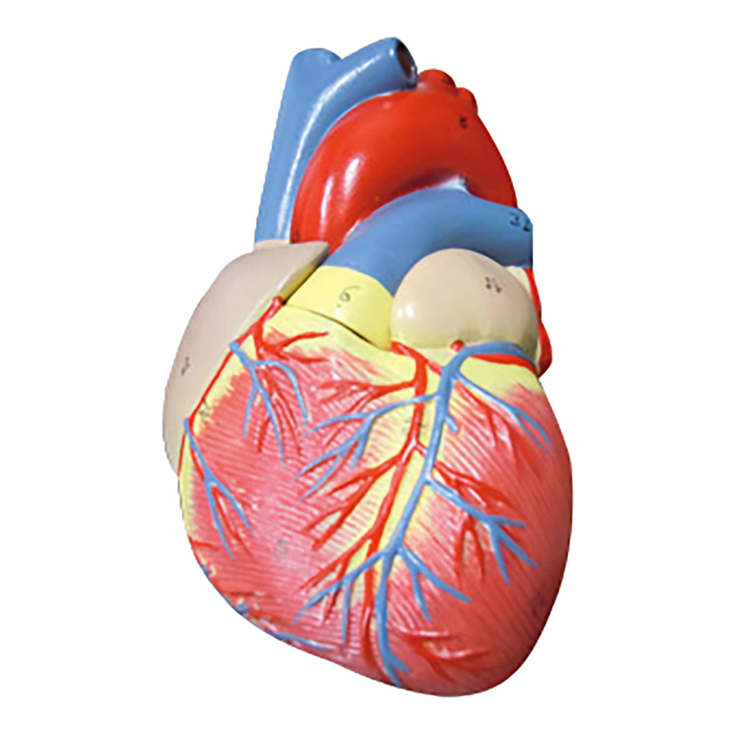 心臓の構造を実物大で精密に再現しています。個装入数：1個松吉医科器械｜総合カタログ｜医療・介護・ドクター・ナース