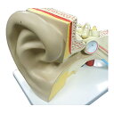 3倍拡大 耳模型 1台 NGD 25-5571-00 内臓模型 脳分解モデル