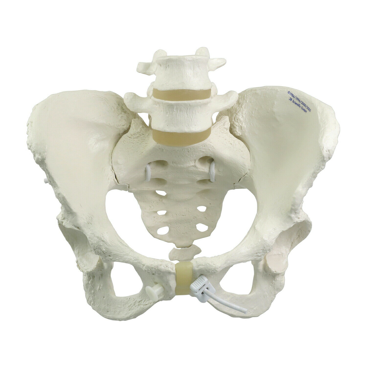 女性骨盤モデル 可動型 A61/1 骨盤モデル ...の商品画像