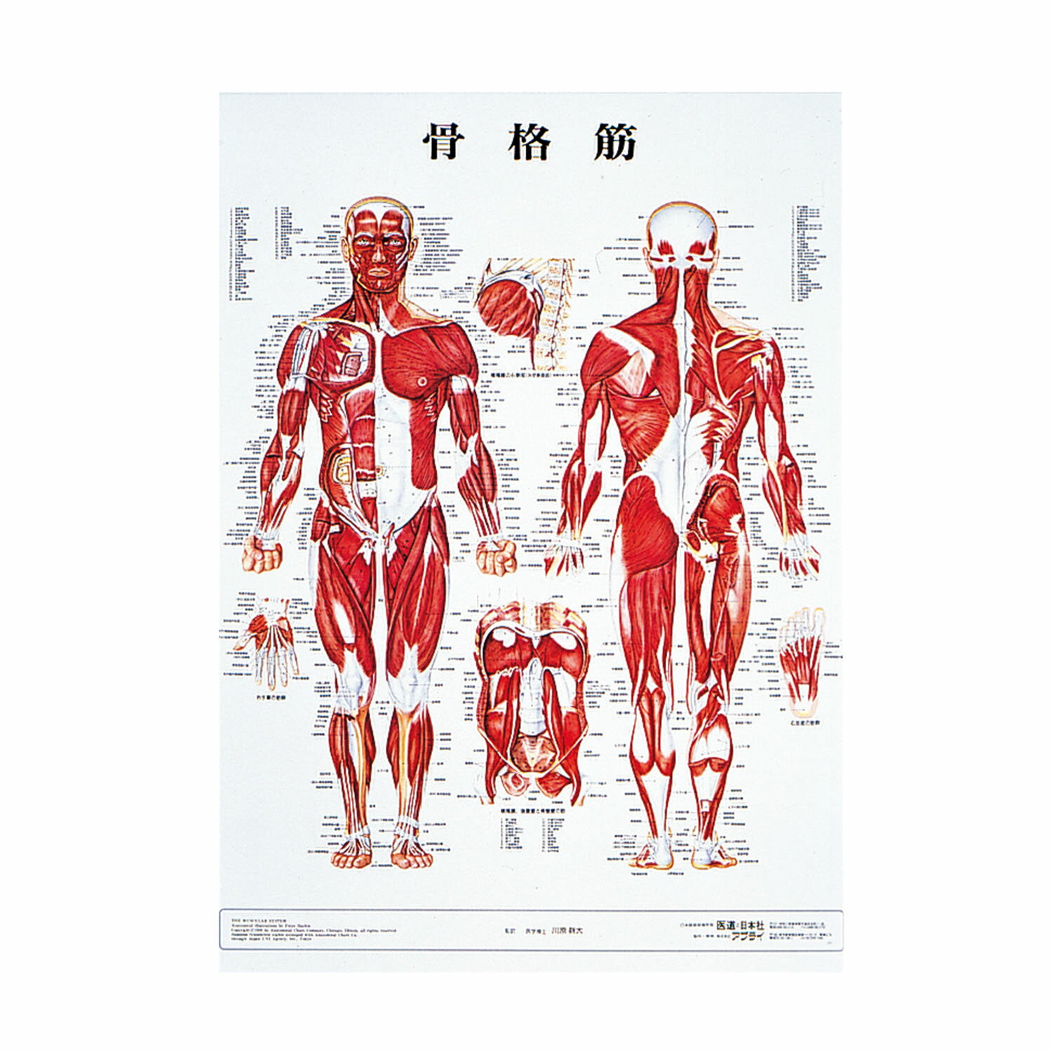 人体解剖学チャート（ポスターサイ