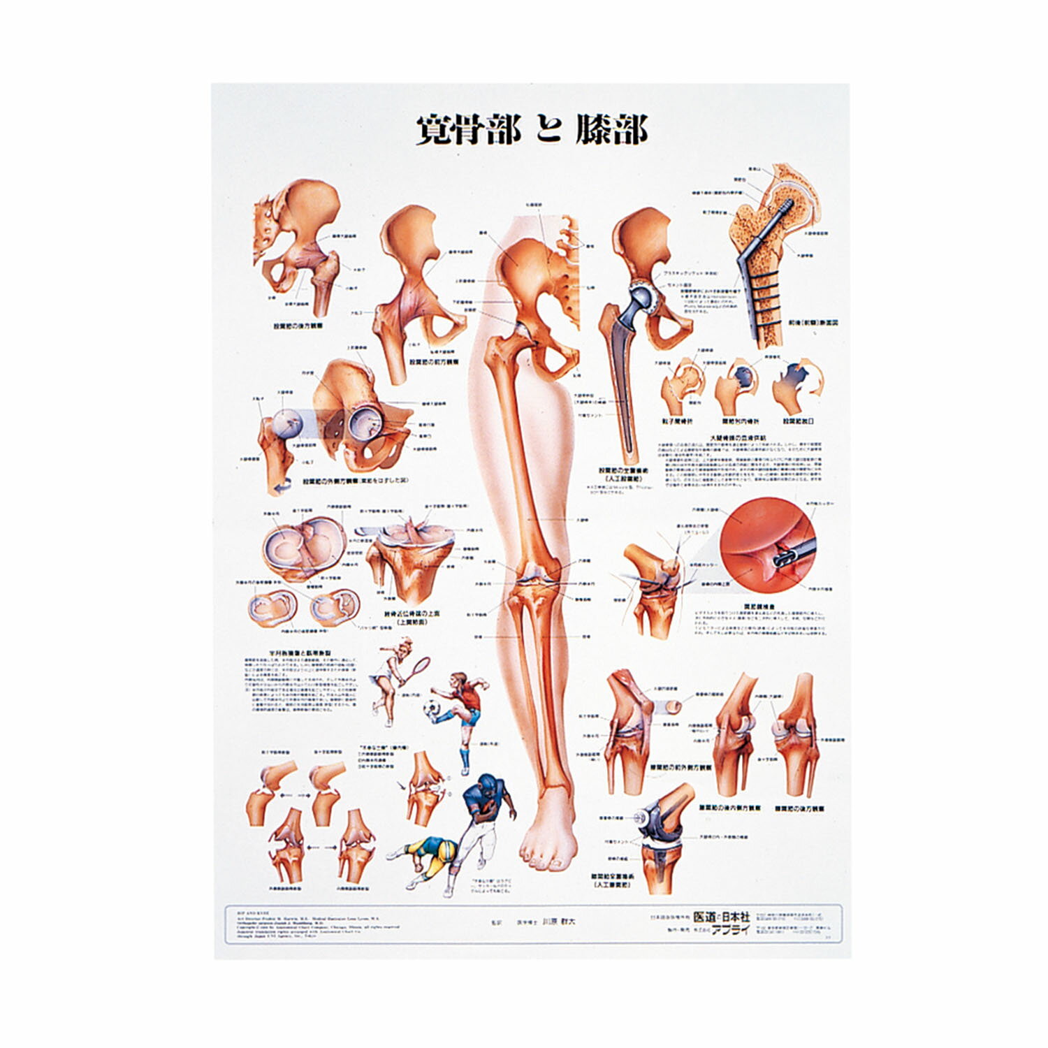 人体解剖学チャート（ポスターサイズ）寛骨部と膝部S ラミネートバン 1枚 アプライ 11-2230-0015