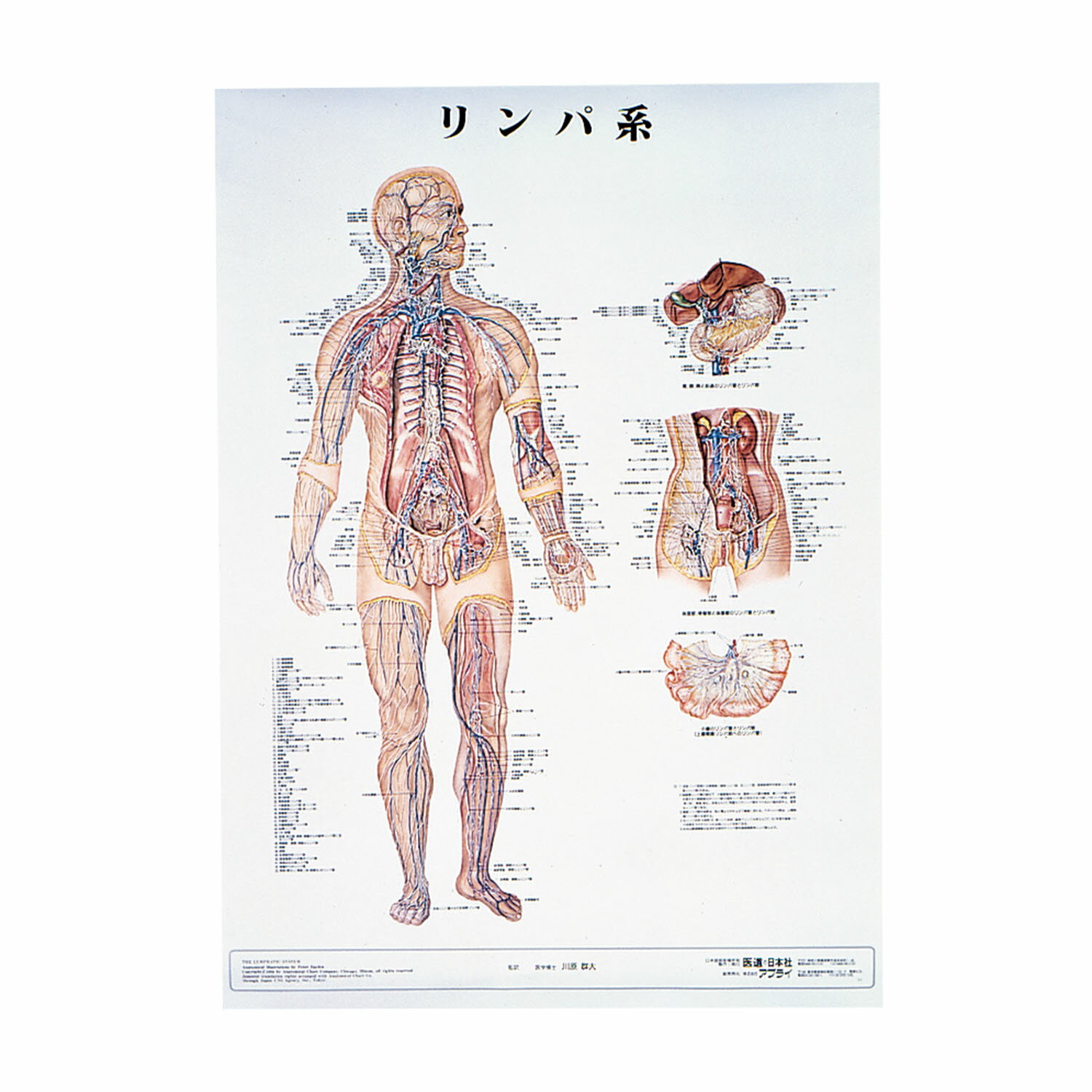 人体解剖学チャート（ポスターサイズ）リンパ系M ラミネートバン 1枚 アプライ 11-2230-0016