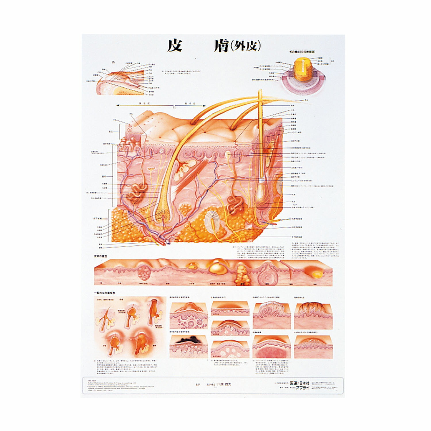 人体解剖学チャート（ポスターサイズ）皮膚S ラミネートバン 1枚 アプライ 11-2230-0021