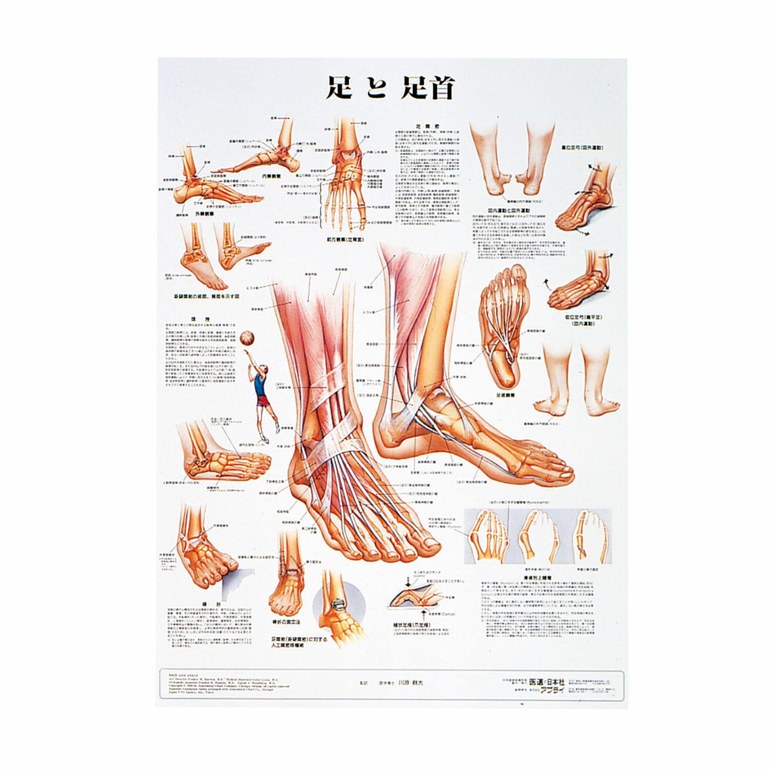 人体解剖学チャート（ポスターサイ