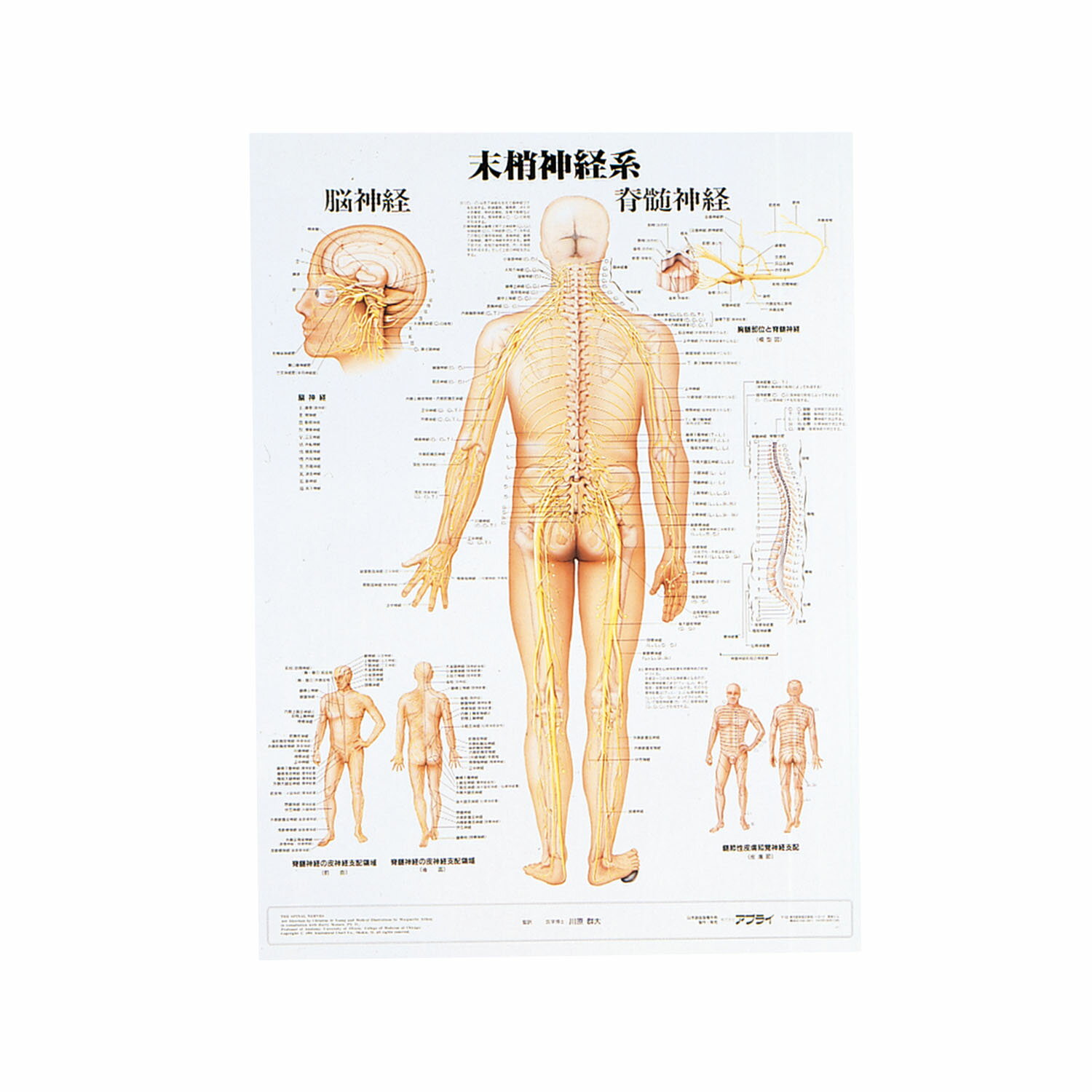 人体解剖学チャート（ポスターサイズ）末梢神経系S ラミネートバン 1枚 アプライ 11-2230-0035
