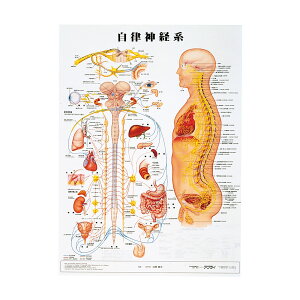 人体解剖学チャート（ポスターサイズ）自律神経系S ラミネートバン 1枚 アプライ 11-2230-0036