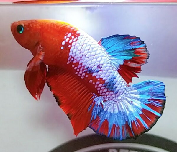 (熱帯魚)ベタレッドファンシーベタオス♂おまかせ(1匹) 生体 鯉ベタベタ観賞魚