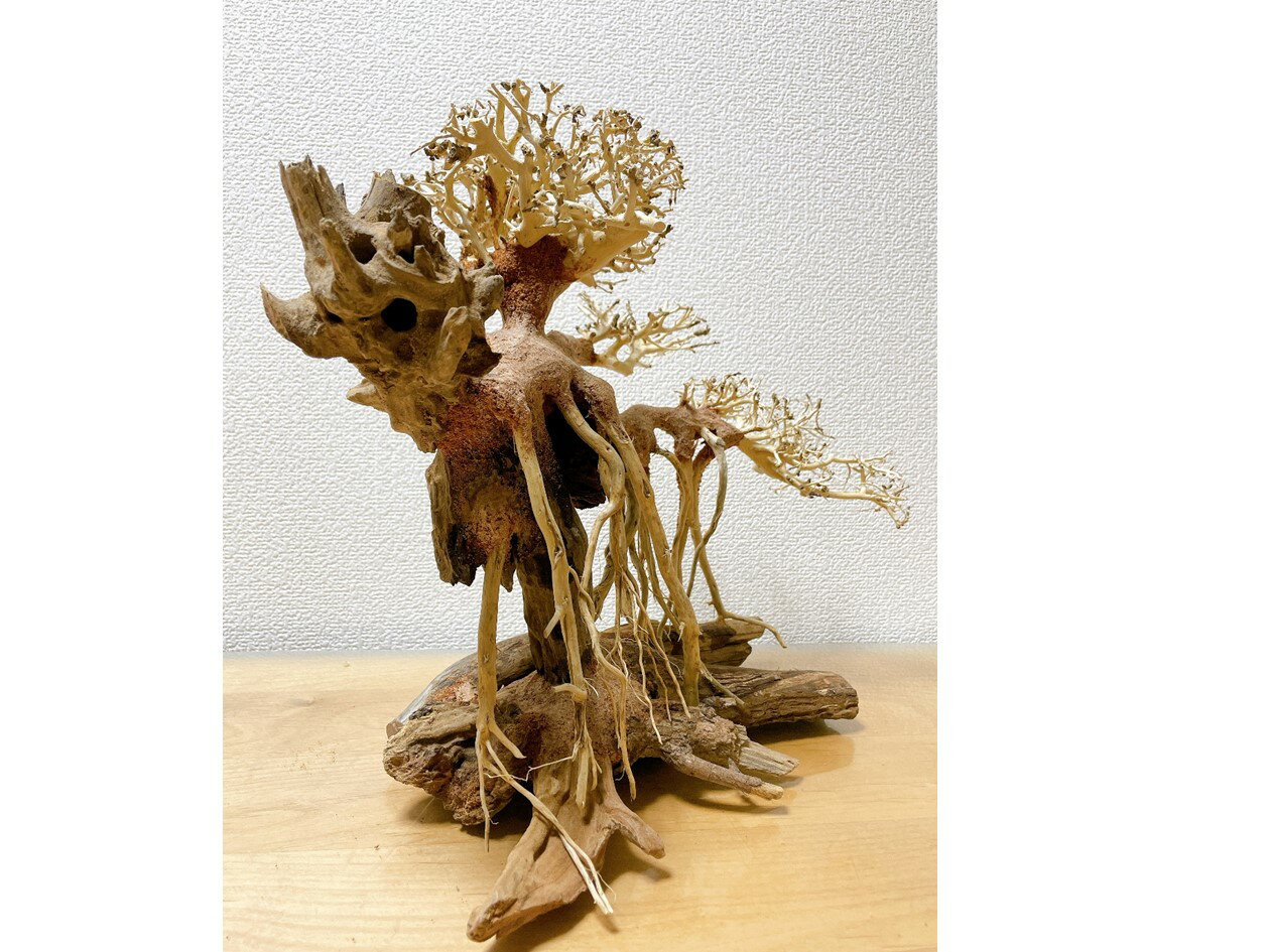 国産超特価 竜の落とし子盆栽流木(水槽専用アート流木)盆栽アート 盆栽 アクアリウム 流木 天然流木 インテリア 水槽:Matsuyoshi World 30%OFF