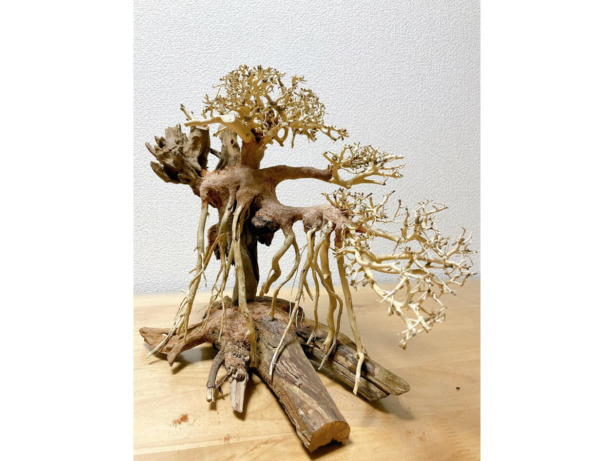 国産超特価 竜の落とし子盆栽流木(水槽専用アート流木)盆栽アート 盆栽 アクアリウム 流木 天然流木 インテリア 水槽:Matsuyoshi World 30%OFF