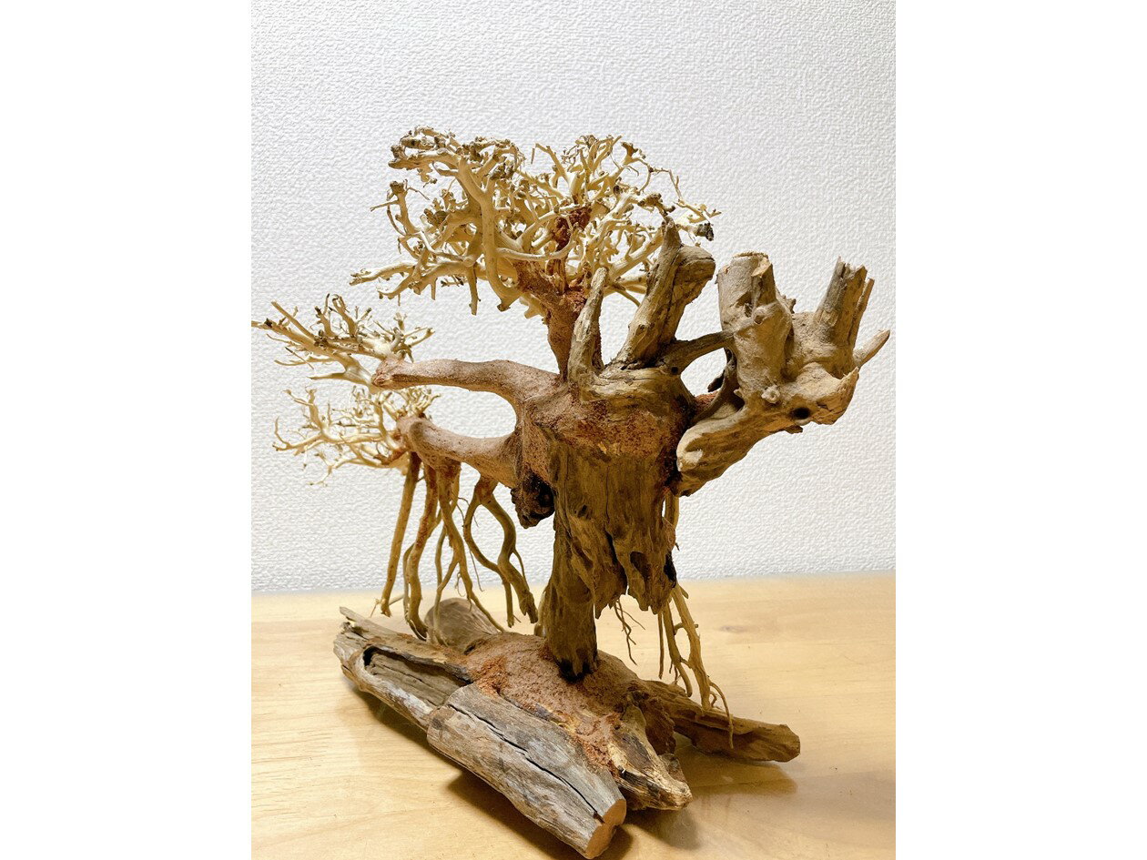 国産超特価 竜の落とし子盆栽流木(水槽専用アート流木)盆栽アート 盆栽 アクアリウム 流木 天然流木 インテリア 水槽:Matsuyoshi World 30%OFF