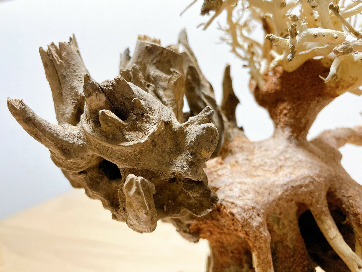 国産超特価 竜の落とし子盆栽流木(水槽専用アート流木)盆栽アート 盆栽 アクアリウム 流木 天然流木 インテリア 水槽:Matsuyoshi World 30%OFF