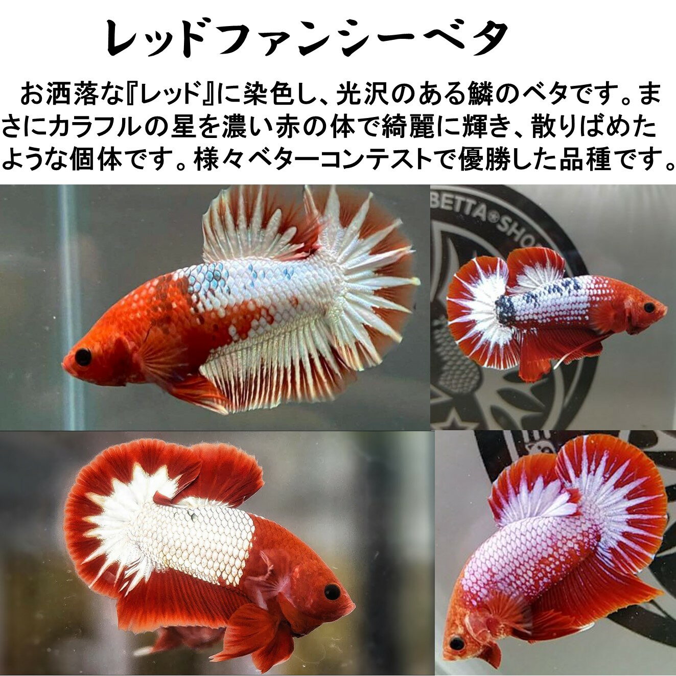 【送付無料・お買い得】レッドファンシーベタ オス♂ おまかせ （1匹）[生体] ベタ 観賞魚 （死着保証あり）