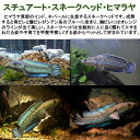 【送付無料 お買い得】スチュアート スネークヘッド ヒマラヤ 1匹 ■サイズ： 10~12cm 生体 観賞魚（死着保証あり）