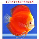 【送付無料・お買い得】レッドダイヤモンドディスカス 12〜13cm（1匹）※単体販売 ■サイズ：アダルト (1匹)[生体] 観賞魚（死着保証あり）