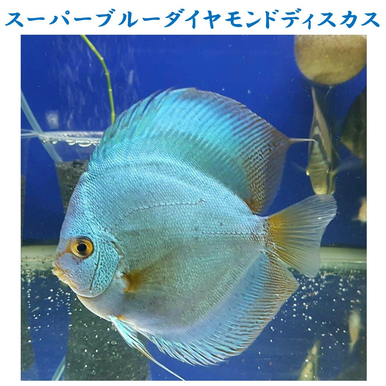 【送付無料 お買い得】スーパーブルーダイヤモンドディスカス 約12cm～13c（1匹）※単体販売 ■サイズ：アダルト (1匹) 生体 観賞魚（死着保証あり）