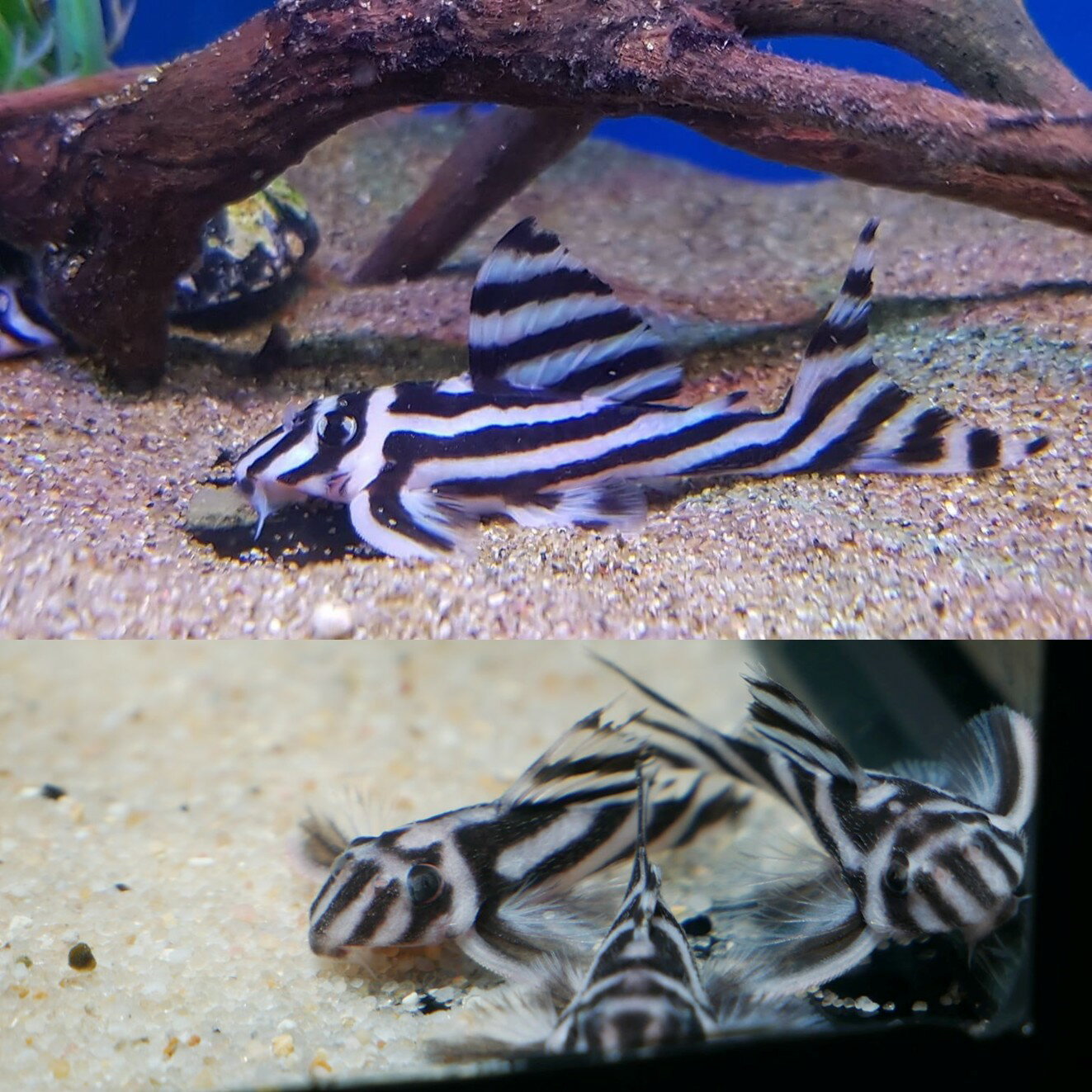 【送付無料・お買い得】★レビュー記入実施中　オマケの餌をプレゼント★　珍品　L46 インペリアルゼブラプレコ　3匹セット　5〜6センチ前後 重要:死着保証有り3匹セット　おまかせ[生体] プレコ 観賞魚（死着保証あり）熱帯魚