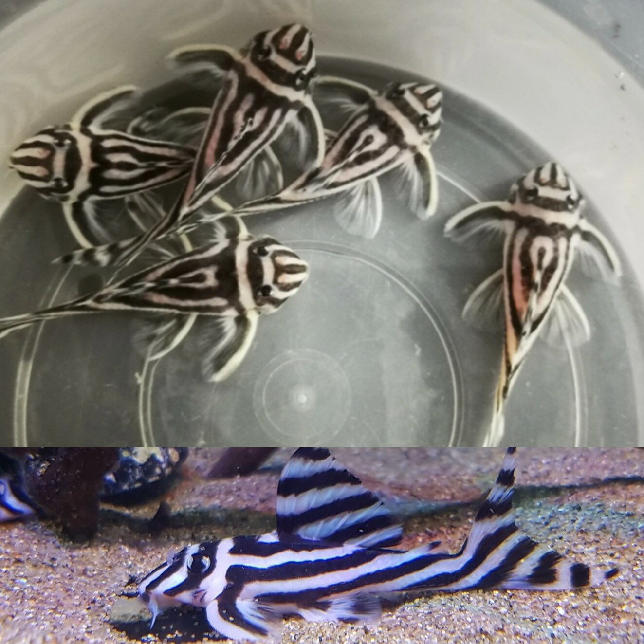 【送付無料・お買い得】★レビュー記入実施中　オマケの餌をプレゼント★　珍品　L46 インペリアルゼブラプレコ　5匹セット　5〜6センチ前後 重要:死着保証有り5匹セット　おまかせ[生体] プレコ 観賞魚（死着保証あり）熱帯魚