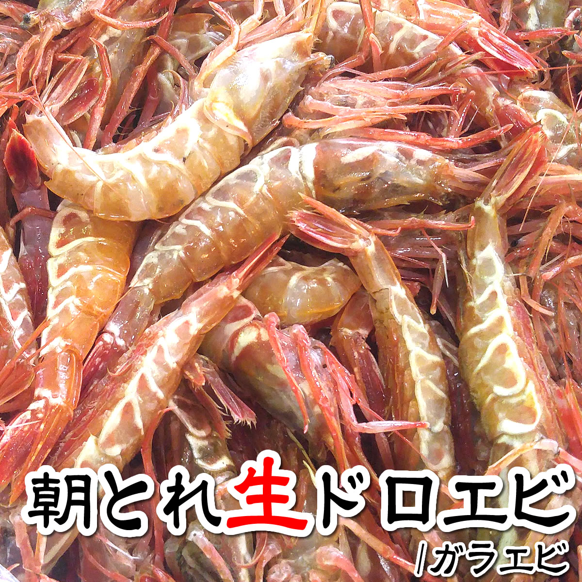 （旬もの予約・送料無料セール）どろえび（がらえび）【生】　約1kg　【浜坂産】　知る人ぞ知る！日本海の隠れた逸品！　（クロザコエビ・ドロエビ・ガサエビ・ガラエビ）