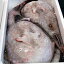 アンコウ(生) 1尾 約4.5-4.9kg 【浜坂産】 (鮟鱇・あんこう)