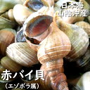 赤バイ貝(生) 殻付き約500g前後(2-5個入)【浜坂産】 (ばい・エゾボラモドキ・つぶ・ツブ)