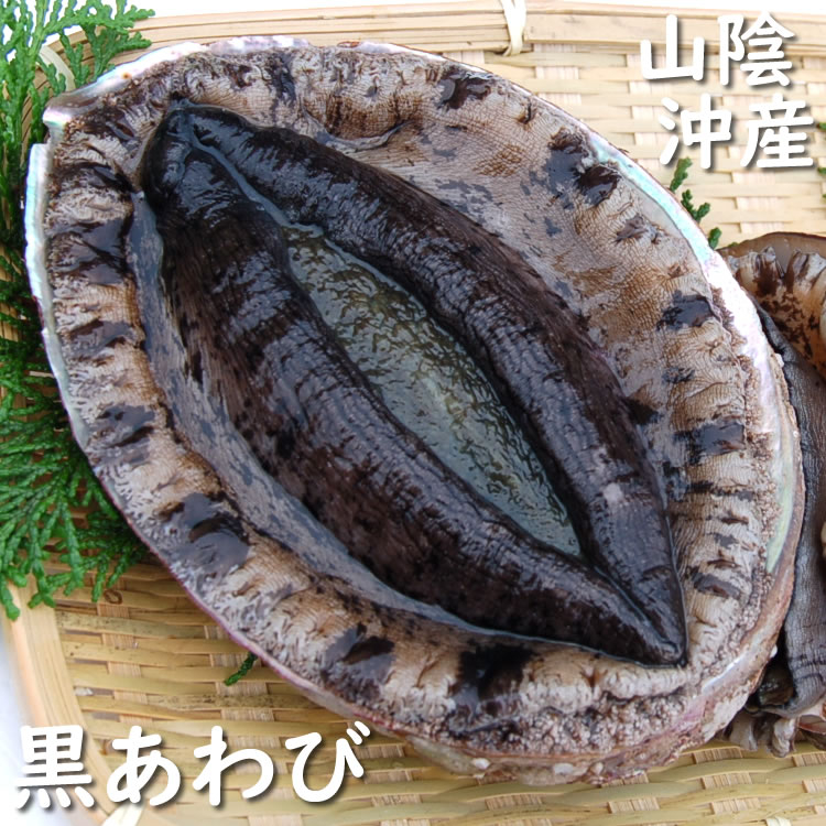 天然・活・黒あわび（活生）　1個　約150g前後　【浜坂産】　（クロアワビ・鮑）