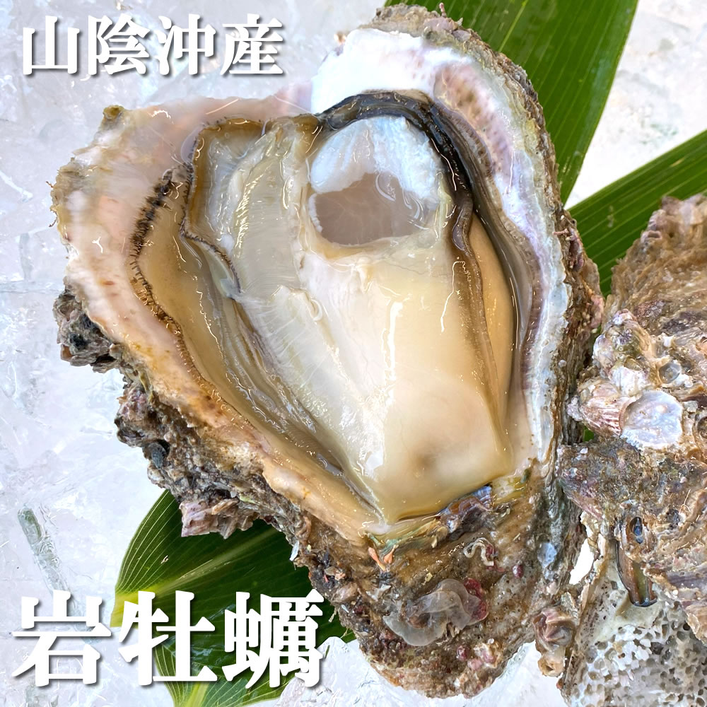 天然岩牡蠣（生）　大　3個 　[生食可]　【山陰沖産】　（かき、カキ、イワガキ、いわがき、イワカキ、いわかき、岩がき、岩ガキ）【あす楽対応_】