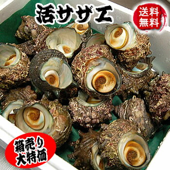 【送料無料】さざえ（活生）　約2kg