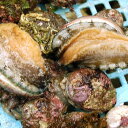天然とこぶし(活生)サイズ混ざり 約250g前後(5-10個前後入) サイズ混ざり 【山陰浜坂産】 (トコブシ、床伏、流れ子、ながらめ、貝)