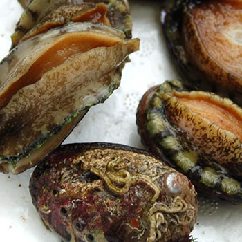 天然とこぶし【冷凍】　約200g（5～10個前後入）　※大小混ざり　【山陰浜坂産】（...