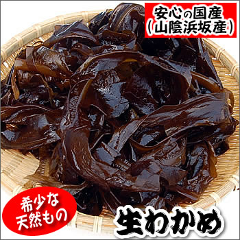 （旬もの予約・送料無料セール）天然　生わかめ（生）　たっぷり約1kg　（山陰浜坂産）　≪予約承り中≫　※2セットご注文で500g増量!!　今が旬！　（国産・若布・ワカメ）