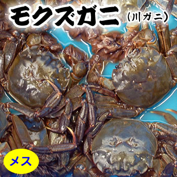 天然　モクズガニ（活生）　メス　大　1尾　【国産（兵庫県産）】　（ツガニ、ケガニ、カワガニ、ヤマタロウガニ、もくずがに、川がに）