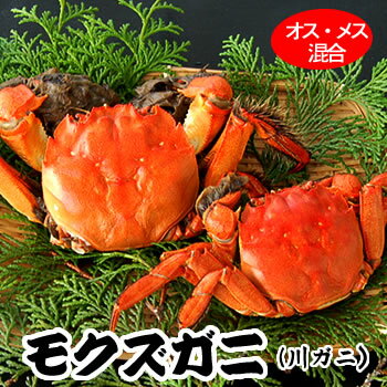 訳あり・天然モクズガニ（ボイル冷凍）　オス・メス混ざり　約750g（4-7匹前後）※サイズ不揃い【国 ...