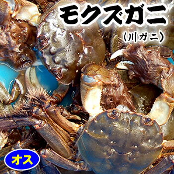 天然　モクズガニ（活生）　オス　超特大　1尾　【国産（兵庫県産）】　（ツガニ、ケガニ、カワガニ、ヤマタロウガニ、もくずがに、川がに）