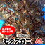 訳あり 天然モクズガニ【活生】雌雄混合 小サイズ 約1kg前後(12-15匹前後)【国産(兵庫県産)】小さなサイズです。から揚げや出汁とりにオススメです! (ツガニ、ケガニ、カワガニ、ヤマタロウガニ、もくずがに、川がに)