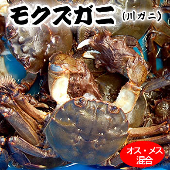 天然　モクズガニ（活生）　オス・メス混ざり　約1kg前後（5-10匹前後）　※大小混ざり　【国産（兵庫県産）】　ご予約承り中（ツガニ、ケガニ、カワガニ、ヤマタロウガニ、もくずがに、川がに）のサムネイル