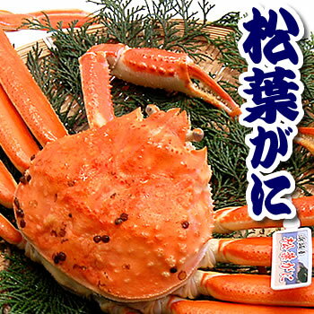 プロ茹で松葉がに 姿 浜坂産