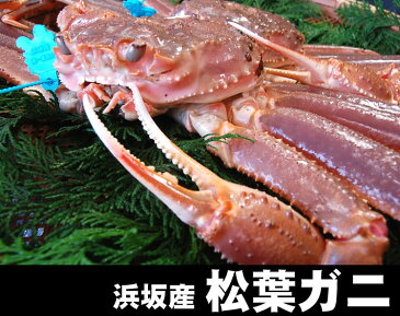 松葉がにで作っためっちゃ旨い！極上の純粋「かにみそ」【冷凍】（約80g入り）【浜坂産】