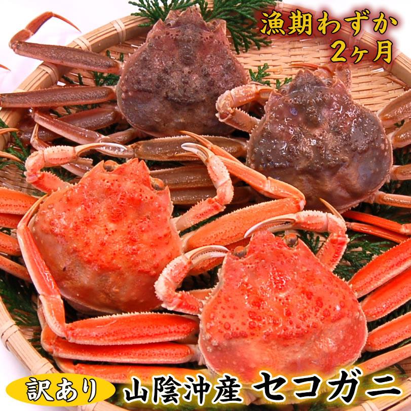 とれたて訳あり・セコガニ(生) 希少な大〜特大サイズ 3枚入【兵庫県浜坂産】 【着日指定不可】【送料無料】(訳有 ワケアリ わけあり 理由 親ガニ、親がに、せこ...