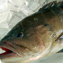 超高級魚 タカバ(マハタ)1尾 約46-48cm (生冷凍・調理済み) 【浜坂産】