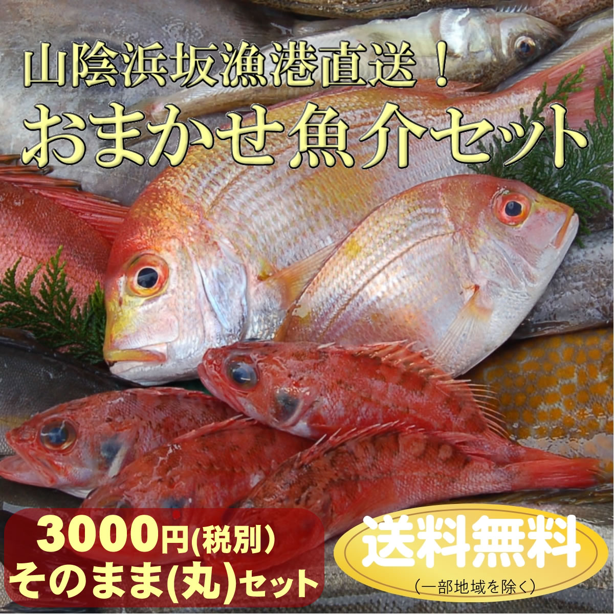 【送料無料】山陰直送「朝とれおまかせ鮮魚・魚介3000円（税別）詰合せセット」（丸のまま・下処理なし）（詰め合わせ、鮮魚ボックス、魚介セット）