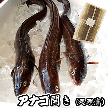 アナゴ生開き【冷凍】原体が40-45cm前後の穴子です。【浜坂産】とれたてを開いて冷凍してます！（あなご）