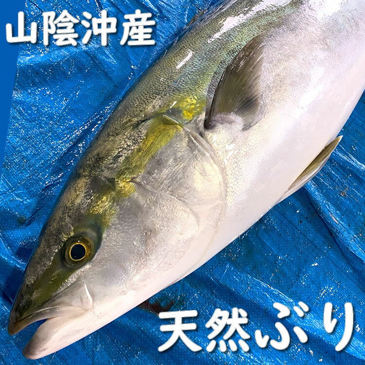 【送料無料】天然ぶり（生）　1尾　約6.0-6.9kg　【浜坂産】　ブリ・ハマチ・鰤・ぶり・まるご・はまち・イナダ・ワラサ・メジロ