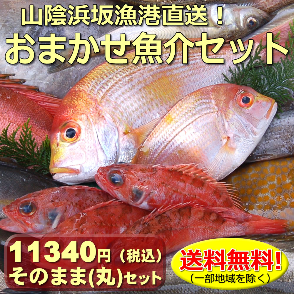 【送料無料】山陰直送「朝とれおま