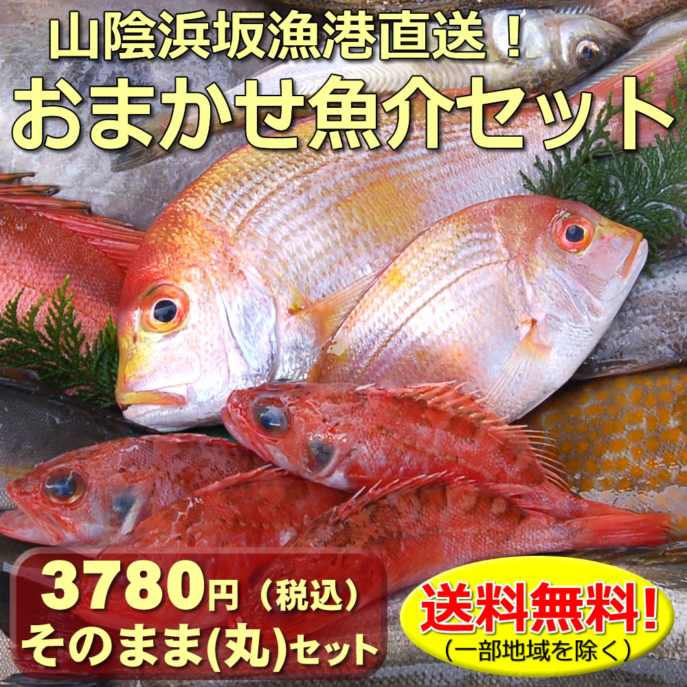 【送料無料】山陰直送 朝とれおまかせ鮮魚・魚介3780円 税込 詰合せセット 丸のまま・下処理なし 詰め合わせ 鮮魚ボックス 魚介セット 鮮魚セット 